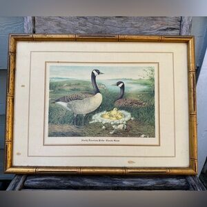 Vintage framed print of North American Geese and their chicks